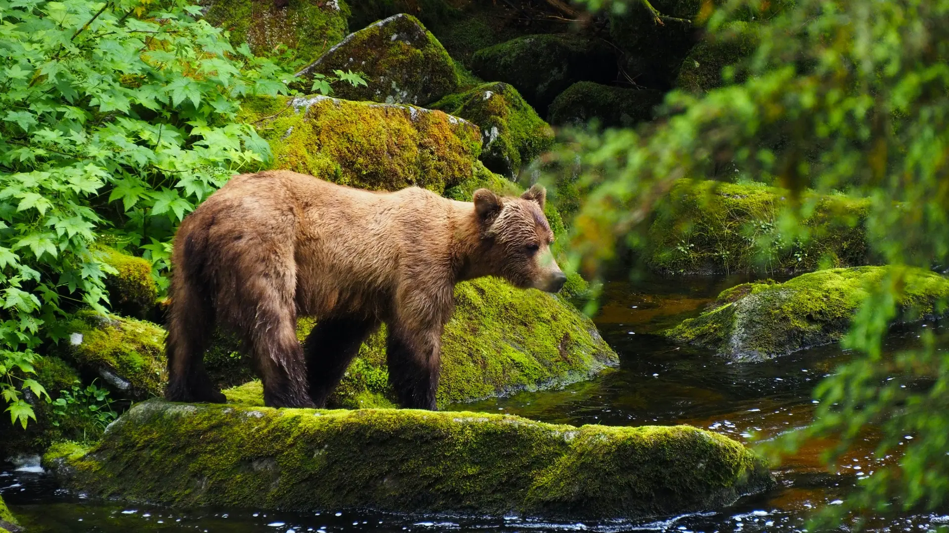 Wildlife & Biodiversity