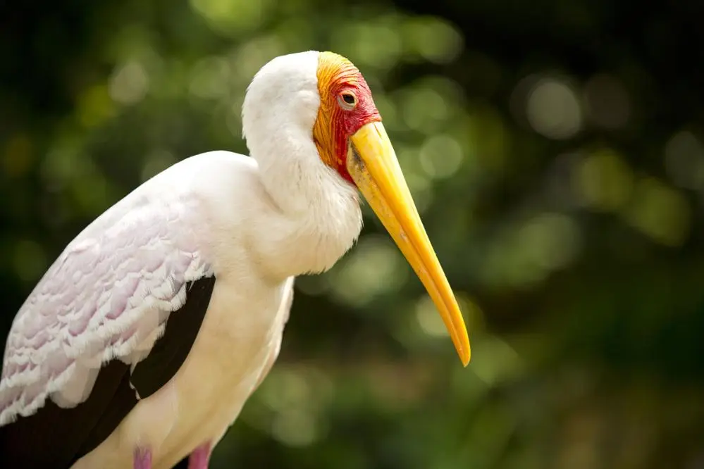 Cigogne laiteuse