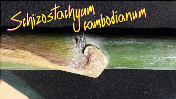 Le schizostachyum cambodianum