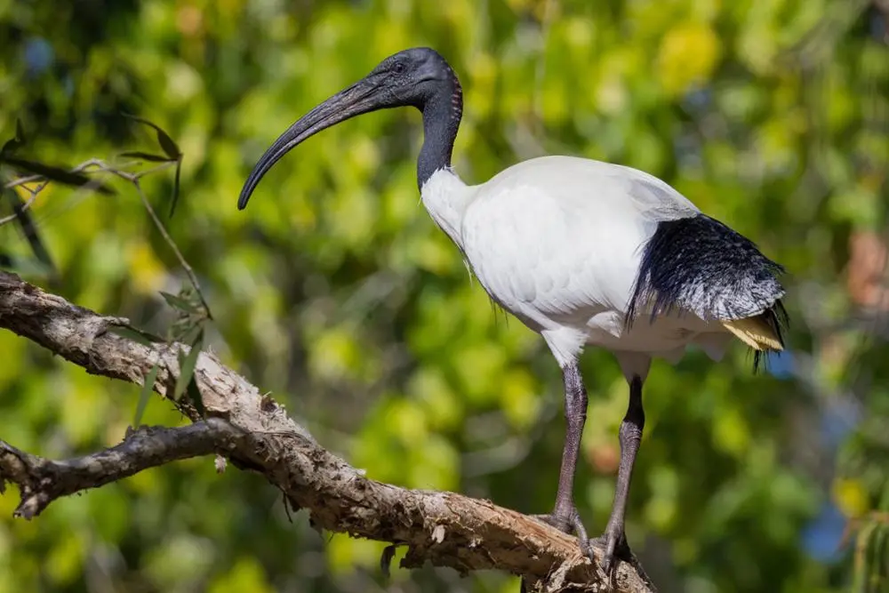Ibis à tête noire