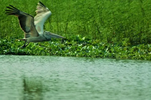 Photo prise lors du Sanctuary Bird Tour.