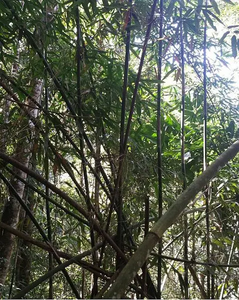 Le S cambodianum au sein des Cardamomes