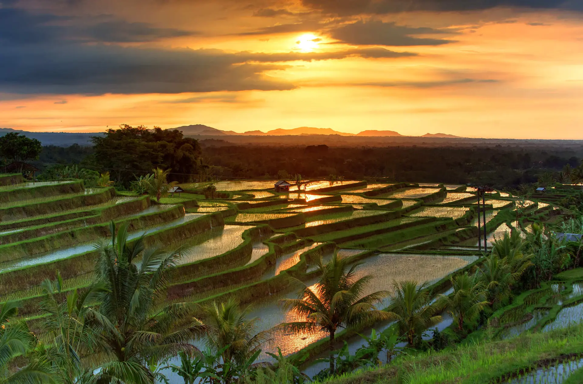 Rizières de Bali