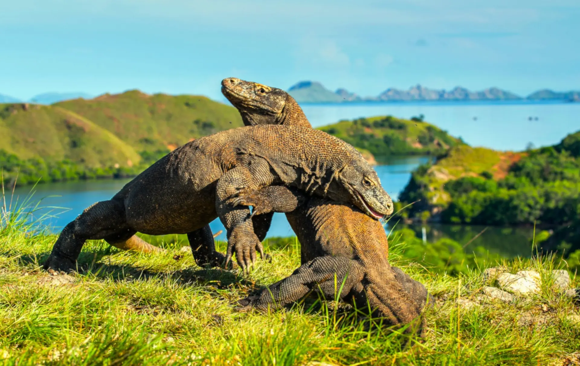 Faune sauvage