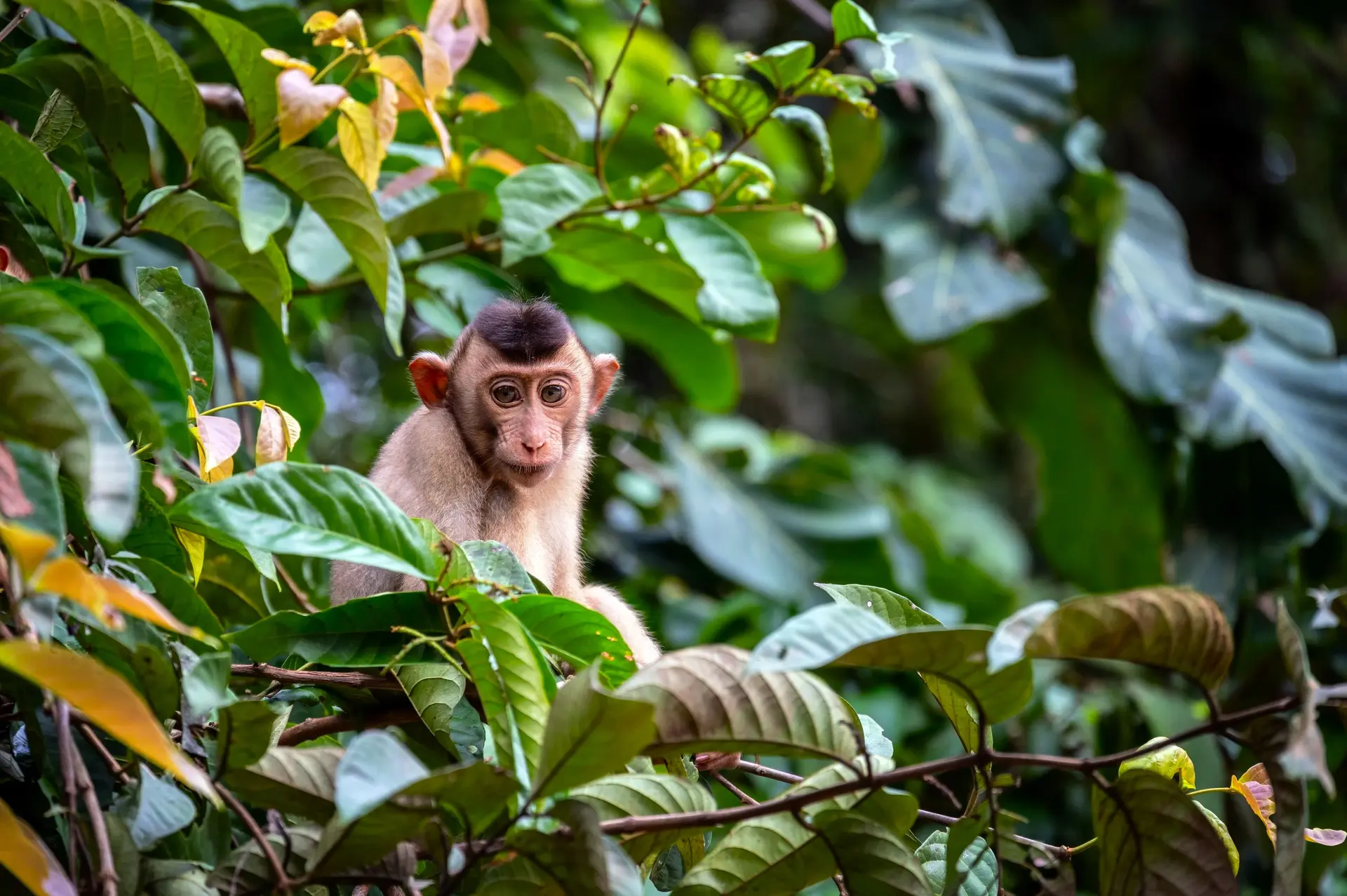 Faune et Biodiversité