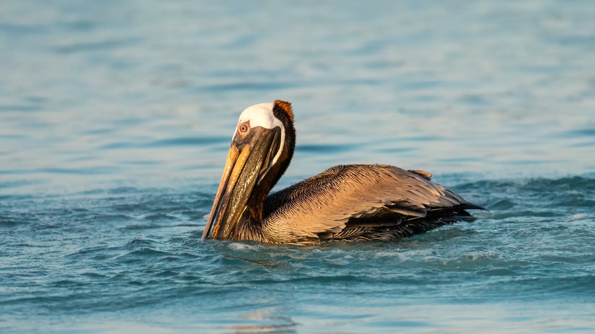 Wildlife & Biodiversity