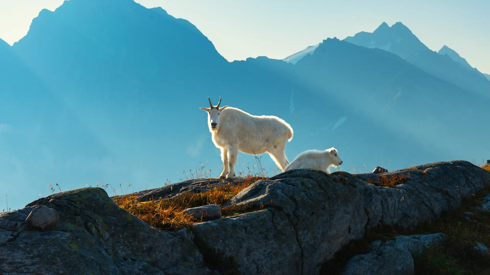 Faune et Biodiversité