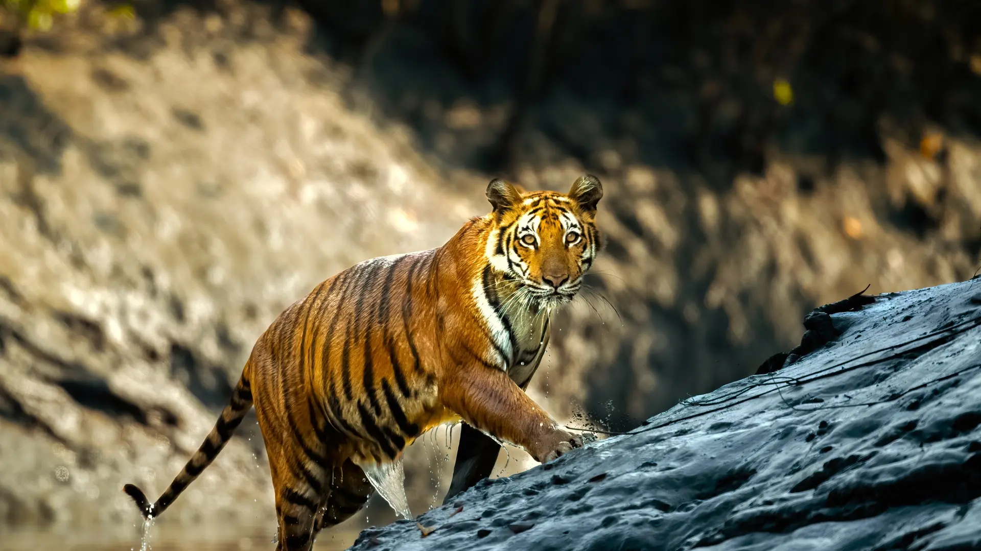 Faune et Biodiversité