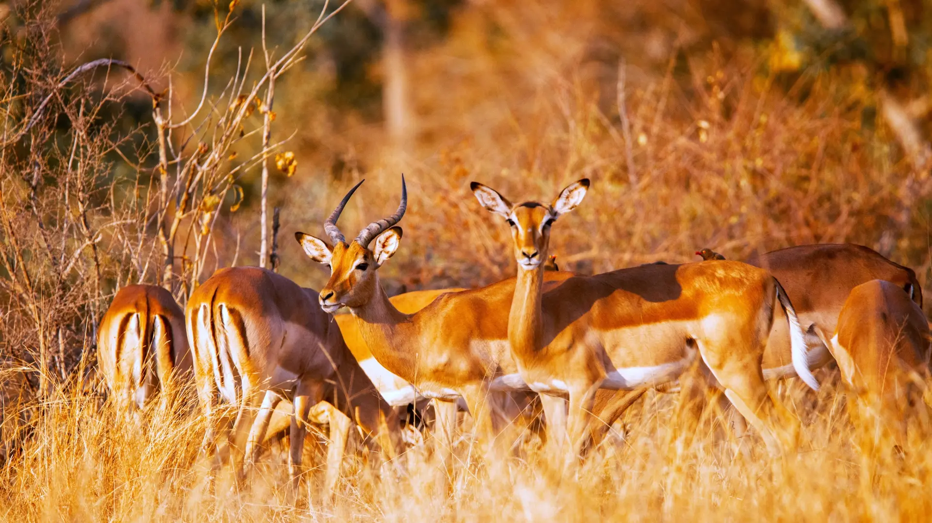 Faune et Biodiversité