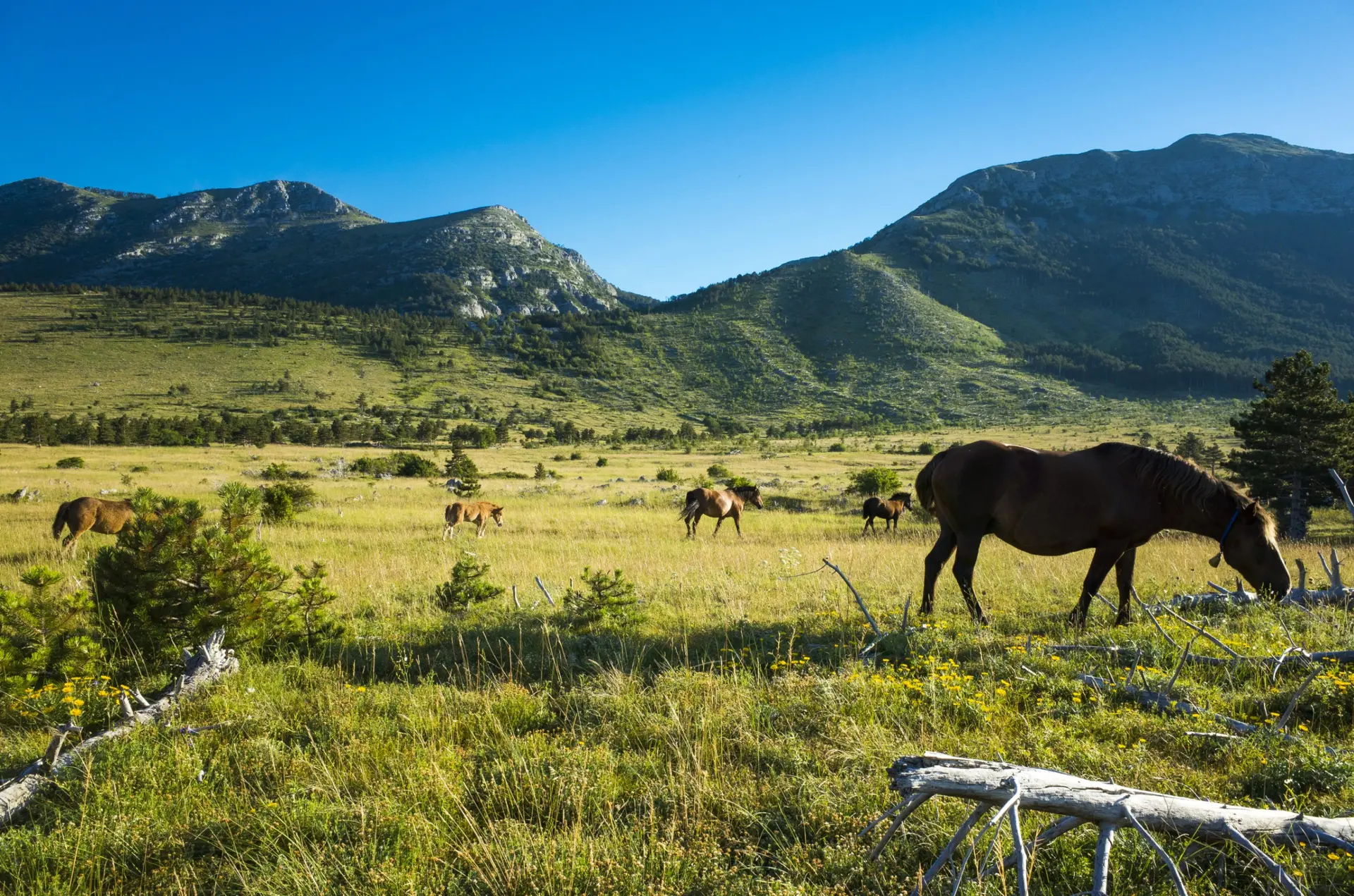 Wildlife & Biodiversity