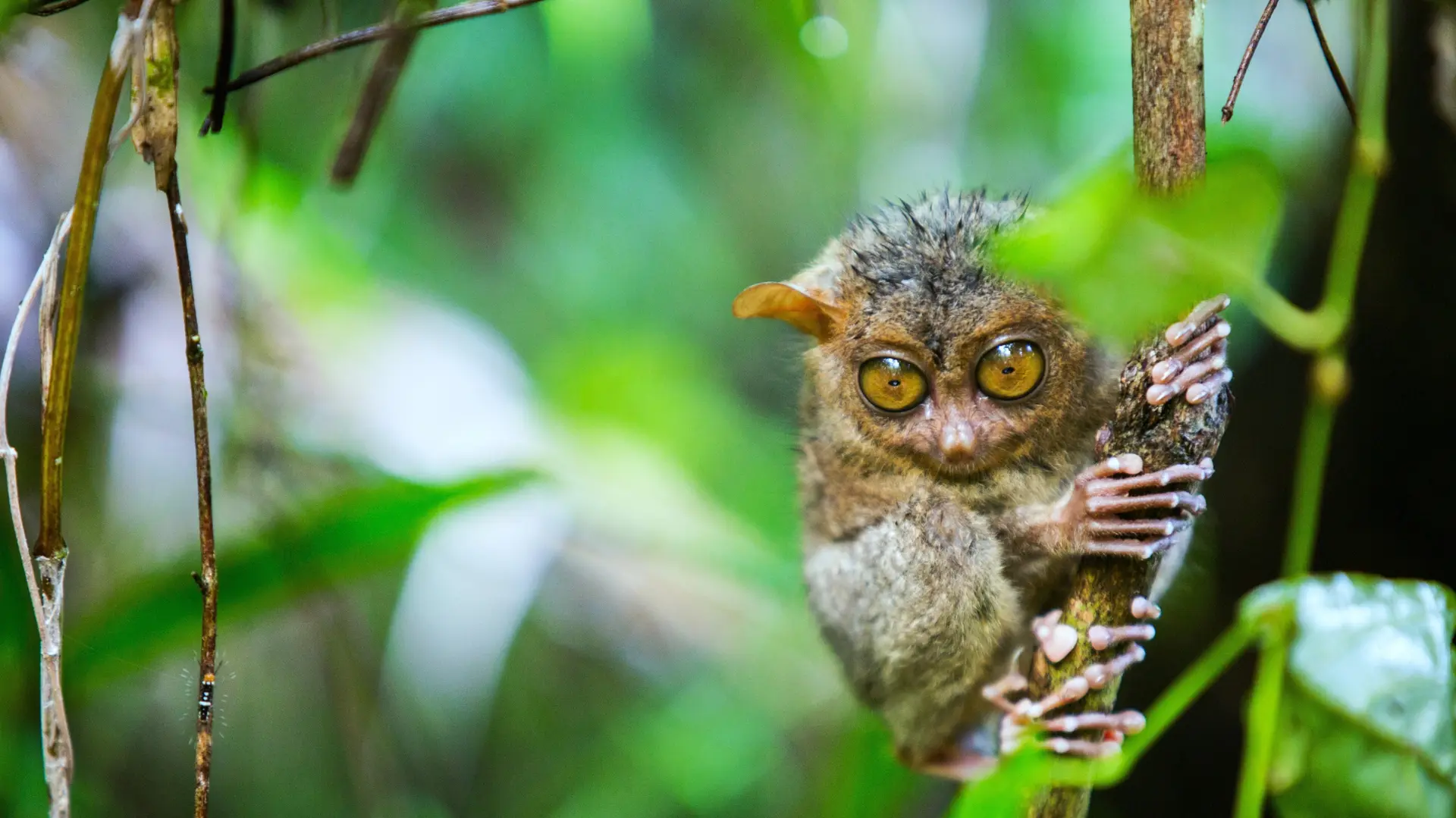 Faune et Biodiversité