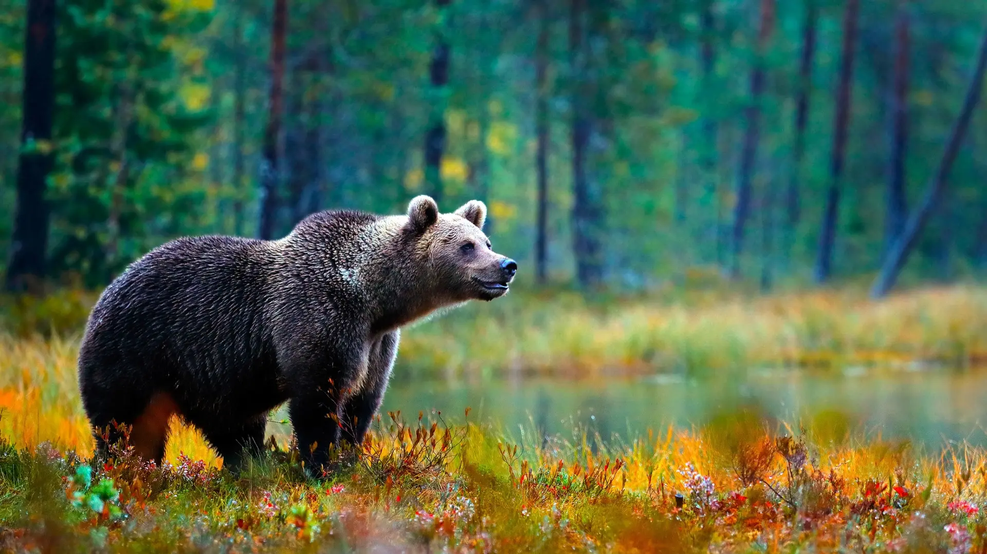 Faune et Biodiversité