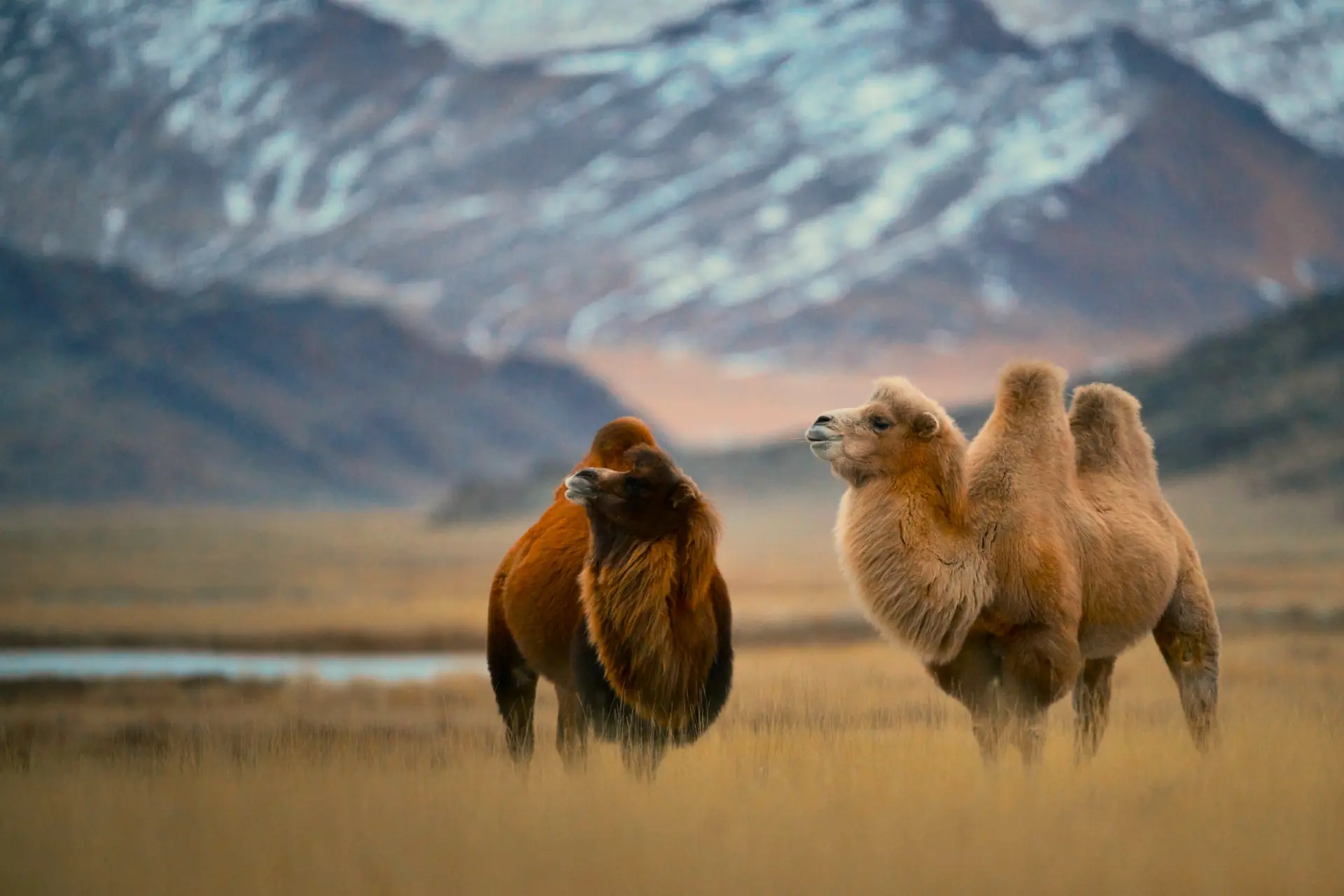 Faune et Biodiversité