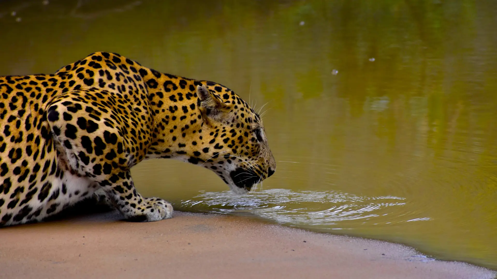 Faune et Biodiversité