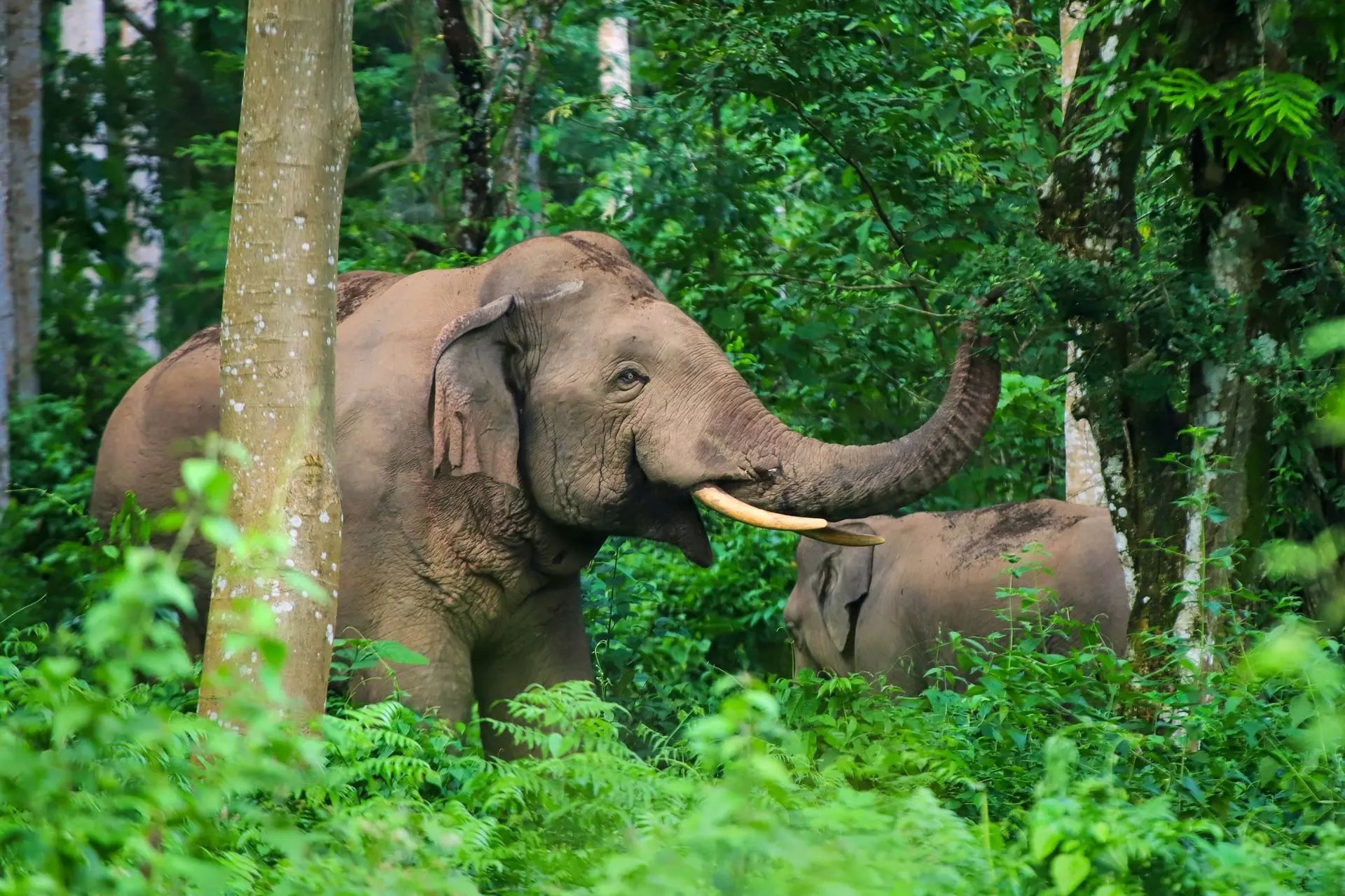 Faune et Biodiversité