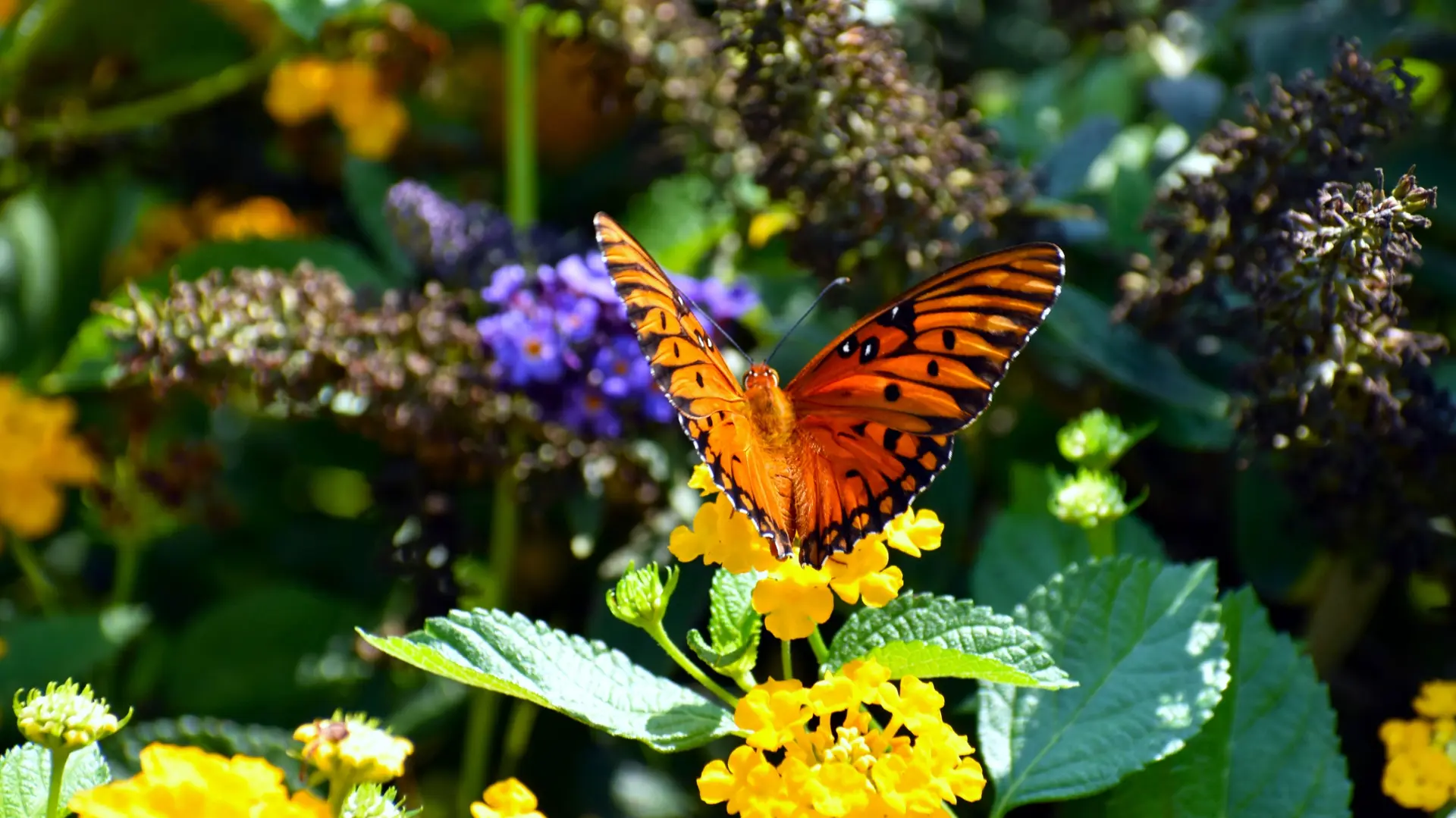 Fauna y Biodiversidad