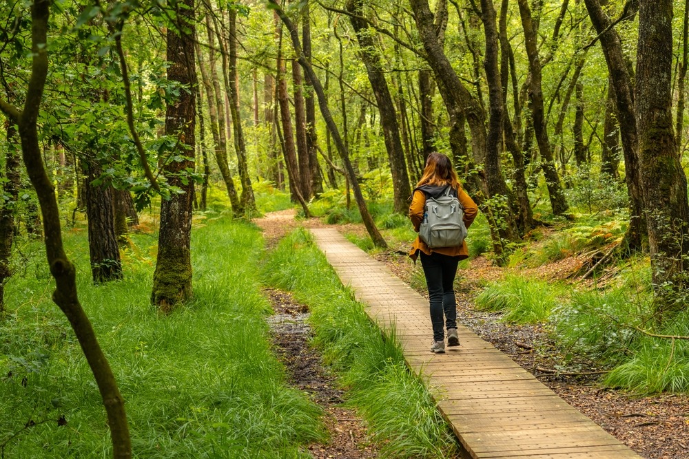Forêt de Paimpont (Brocéliande)