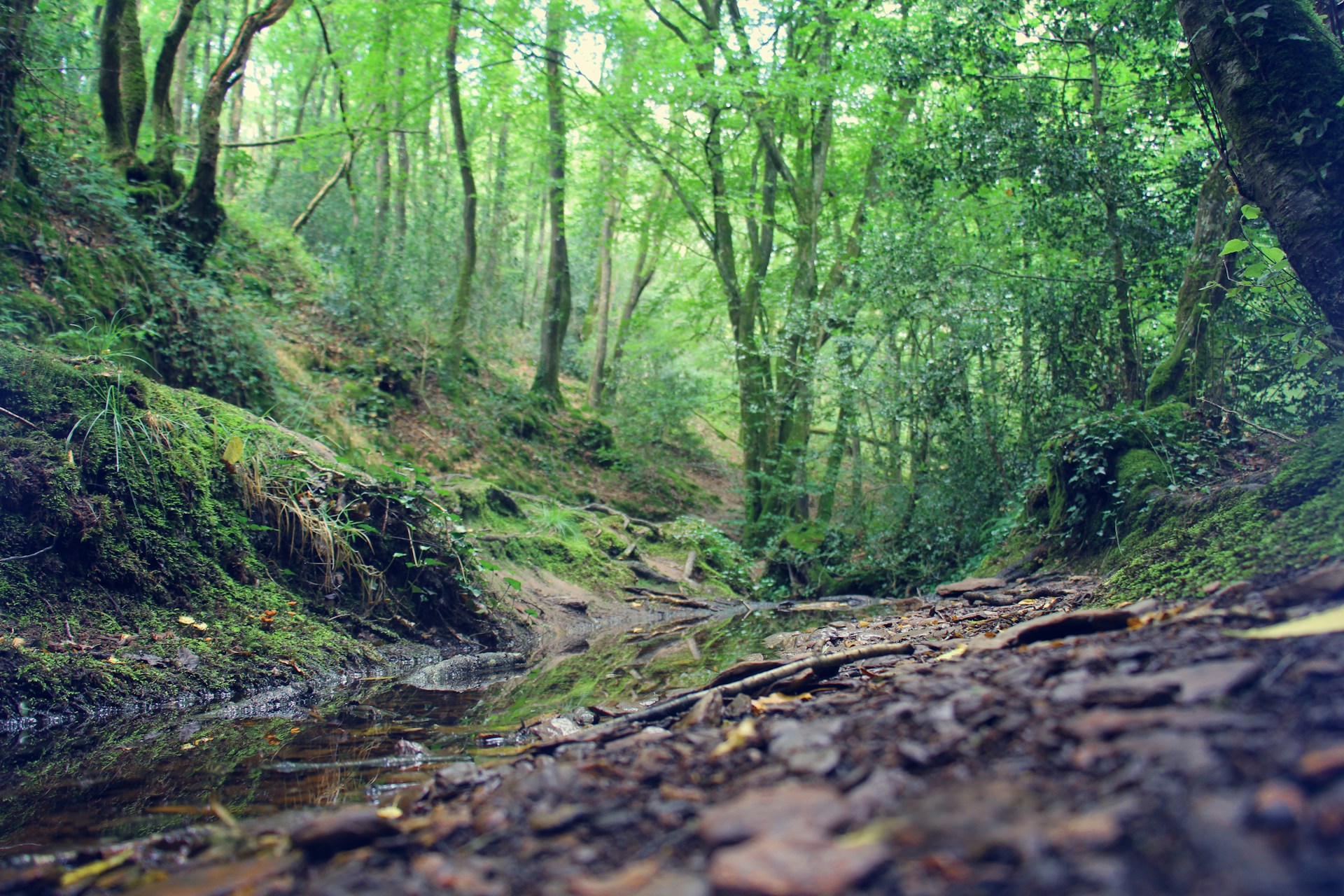 Brocéliande
