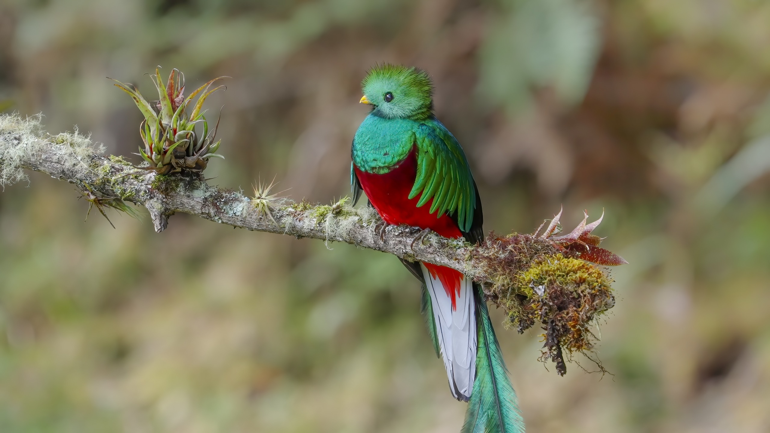 Quetzal resplendissant : l'animal emblématique du Guatemala