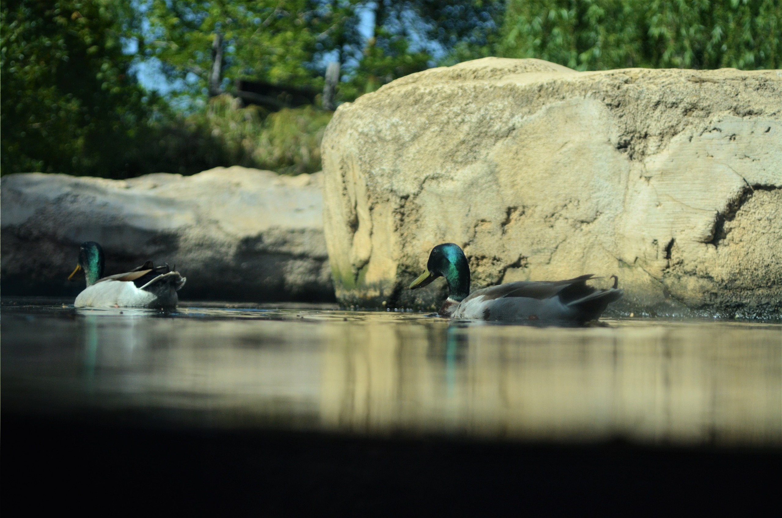 Le parc national d'Ifrane