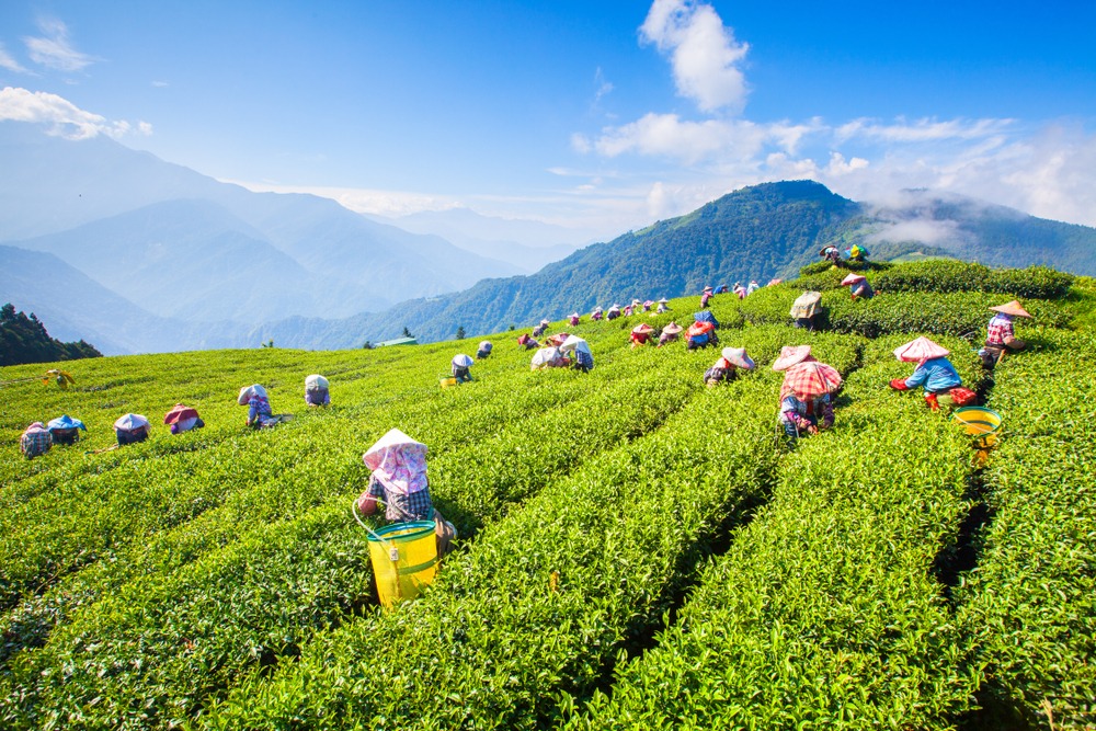 La fête du thé en décembre à Da Lat et ses environs