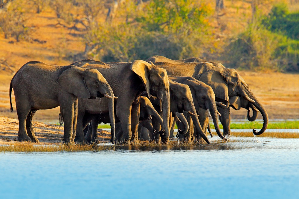 Delta de l'Okavango