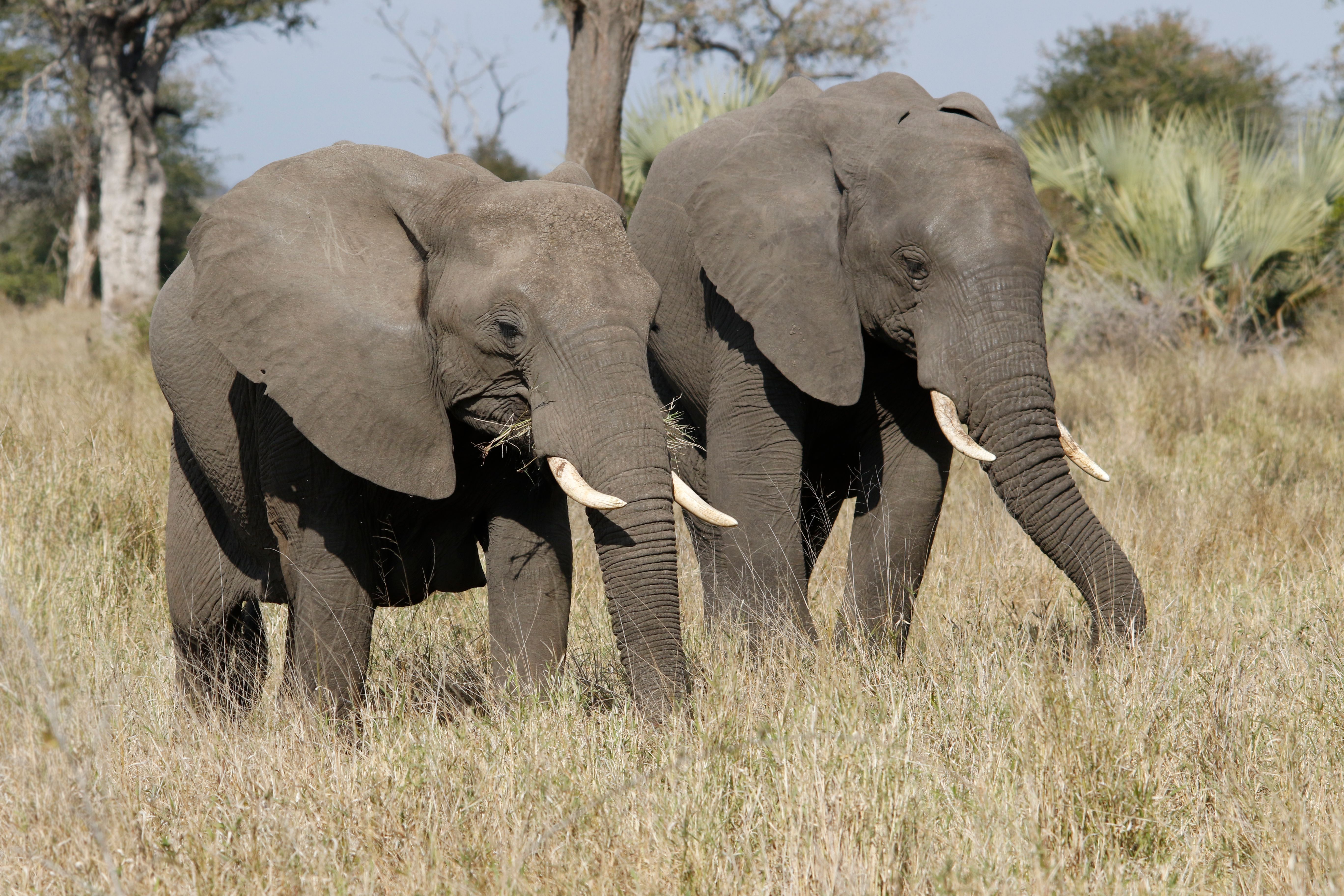 Elephant Valley Lodge (Chobe)