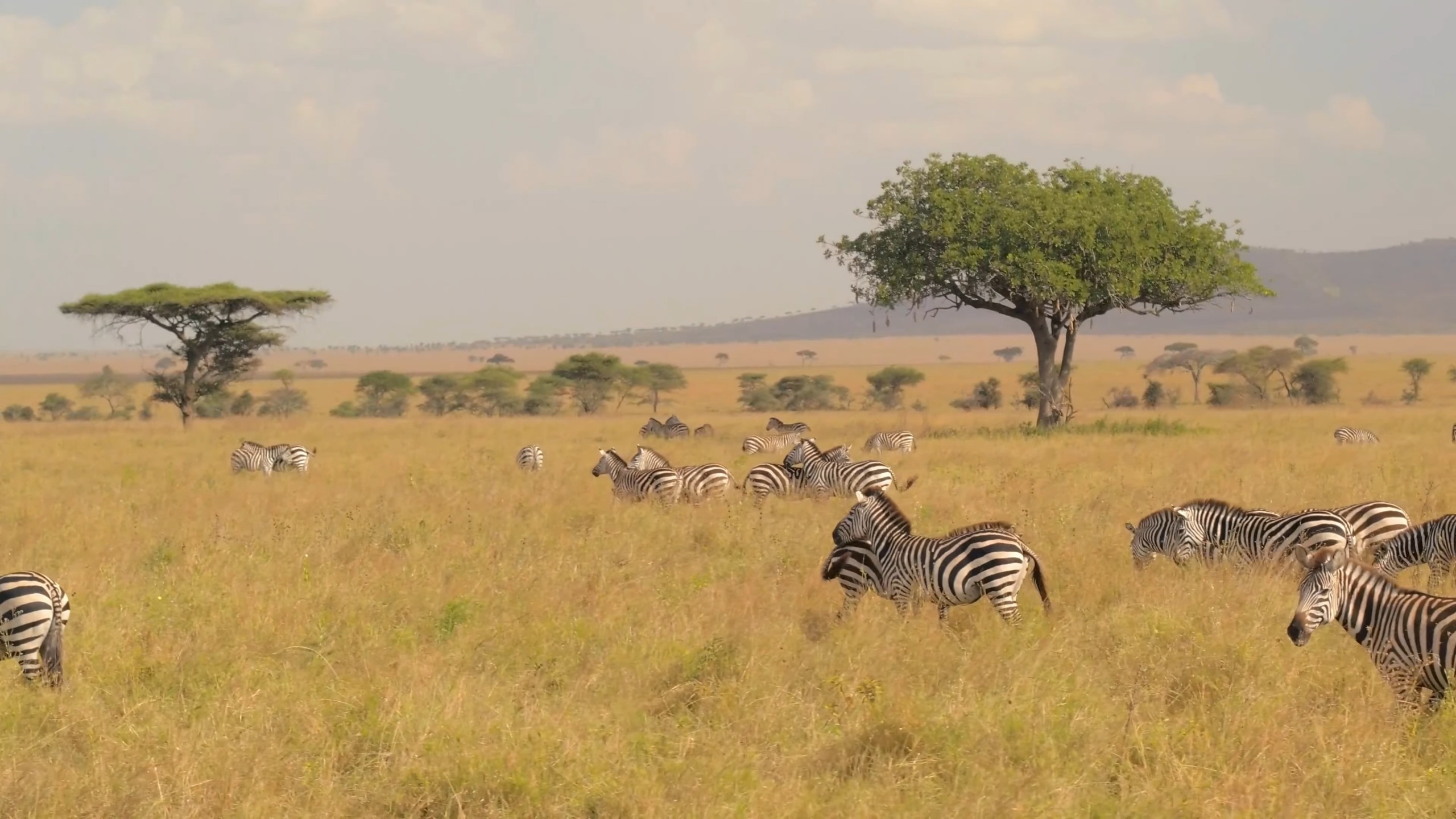Pourquoi choisir le Botswana pour un voyage en Afrique ?