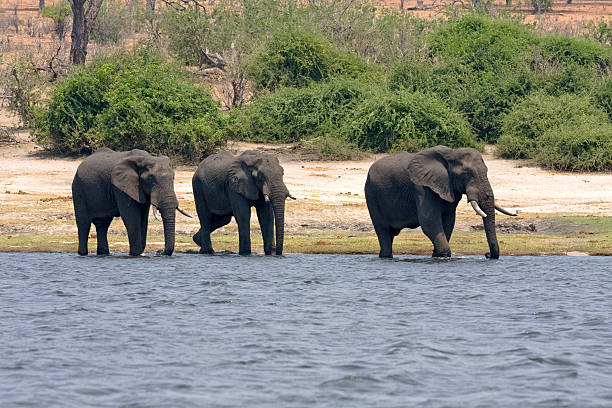 Chobe Forest Reserve