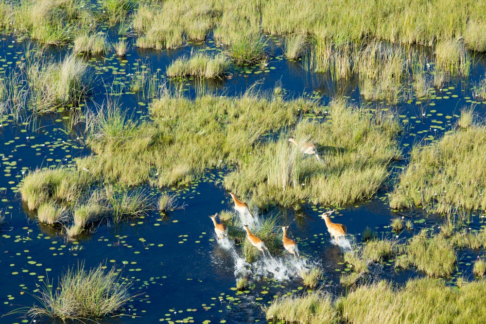 Aventure dans le delta de l'Okavango