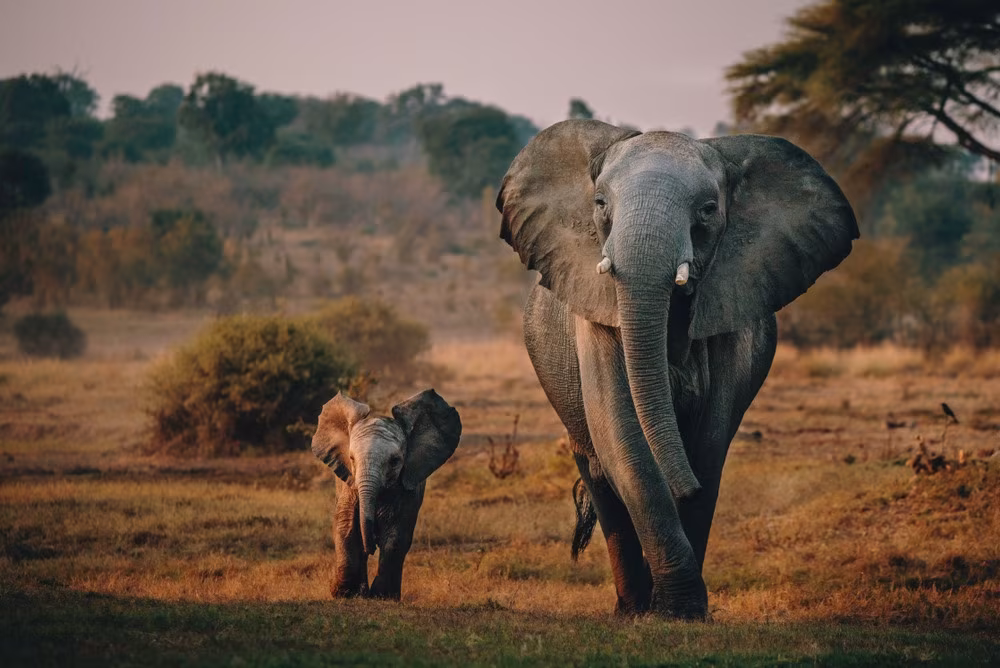 Chobe Explorer