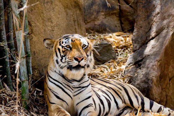 Parc national de Bannerghatta