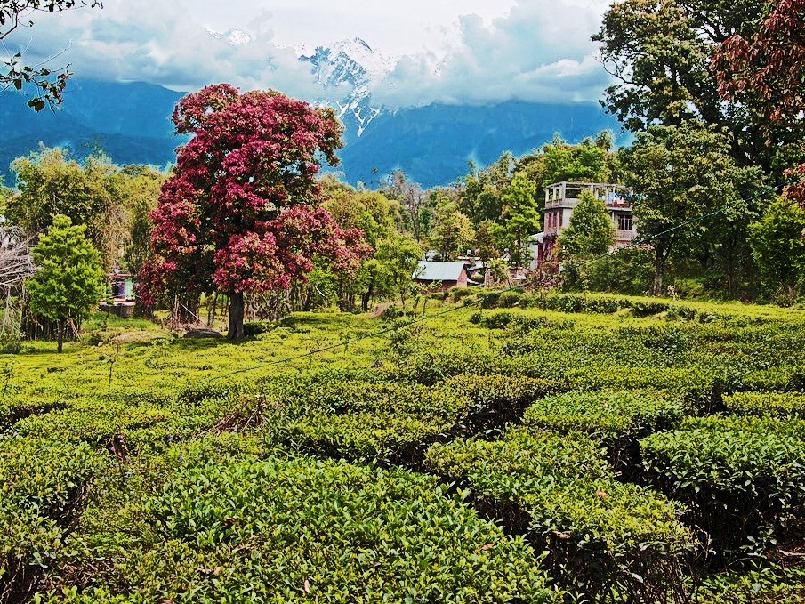 Palampur