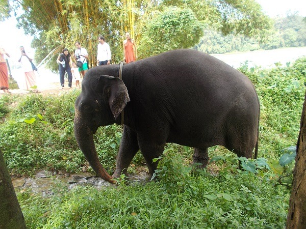 Kabini