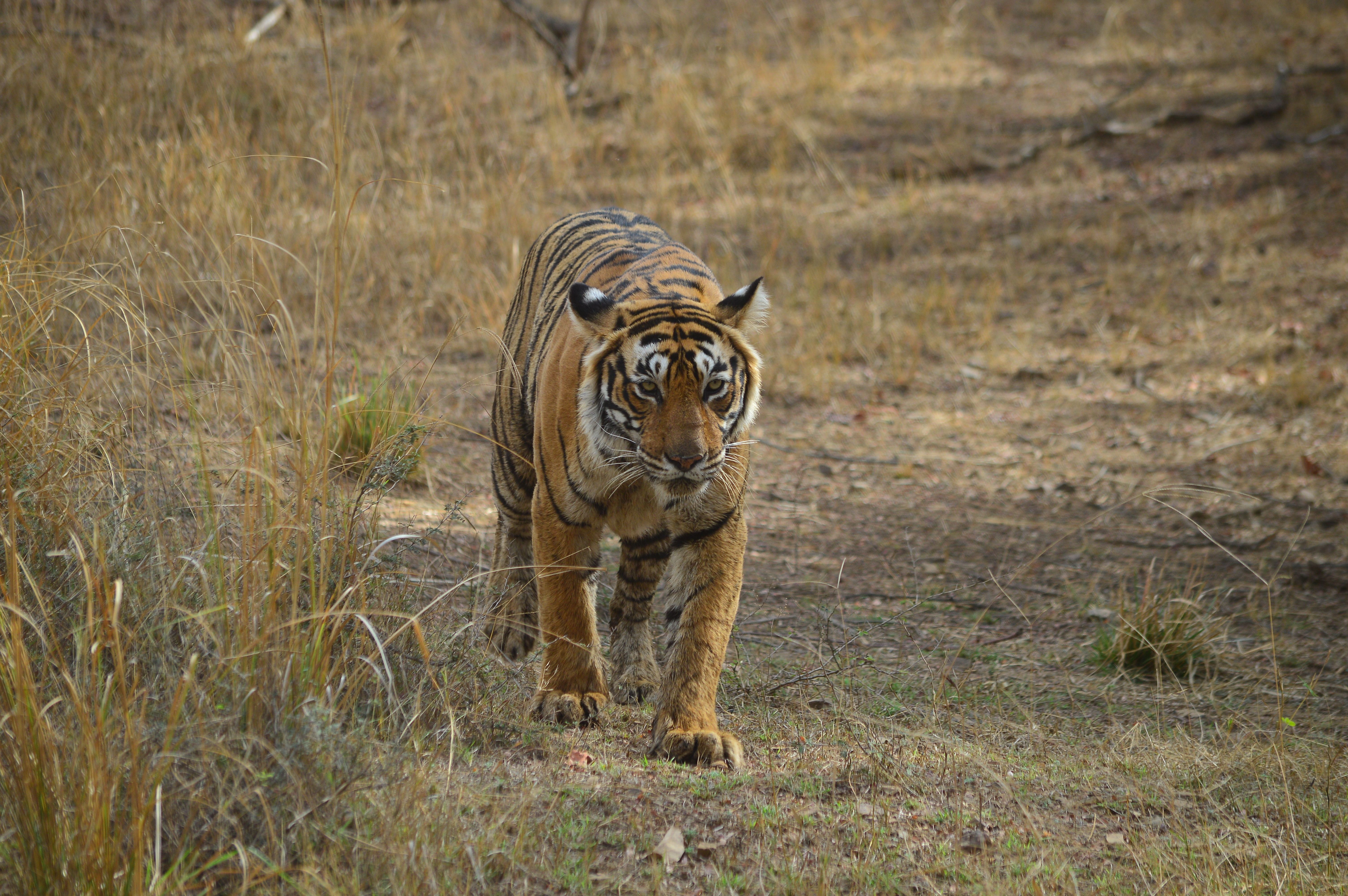 Ranthambhore