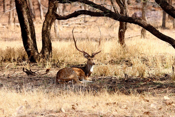 Parc national de Kanha