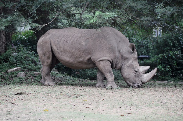 Zoo de Mysore (Sri Chamarajendra Zoological Gardens)