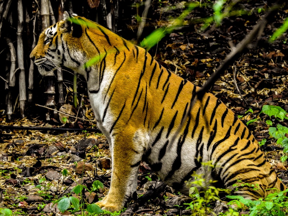 Parc national de Van Vihar