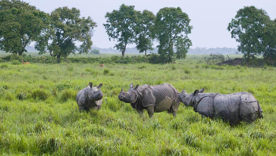 Les parcs nationaux en Inde