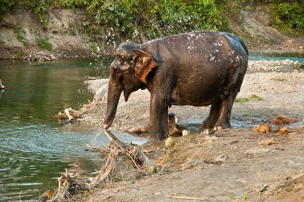 Parc national de Jaldapara