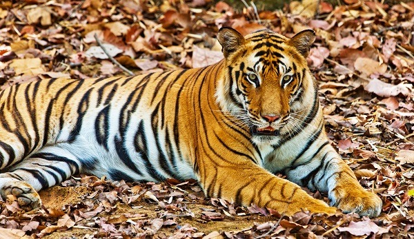 Parc national de Bandhavgarh