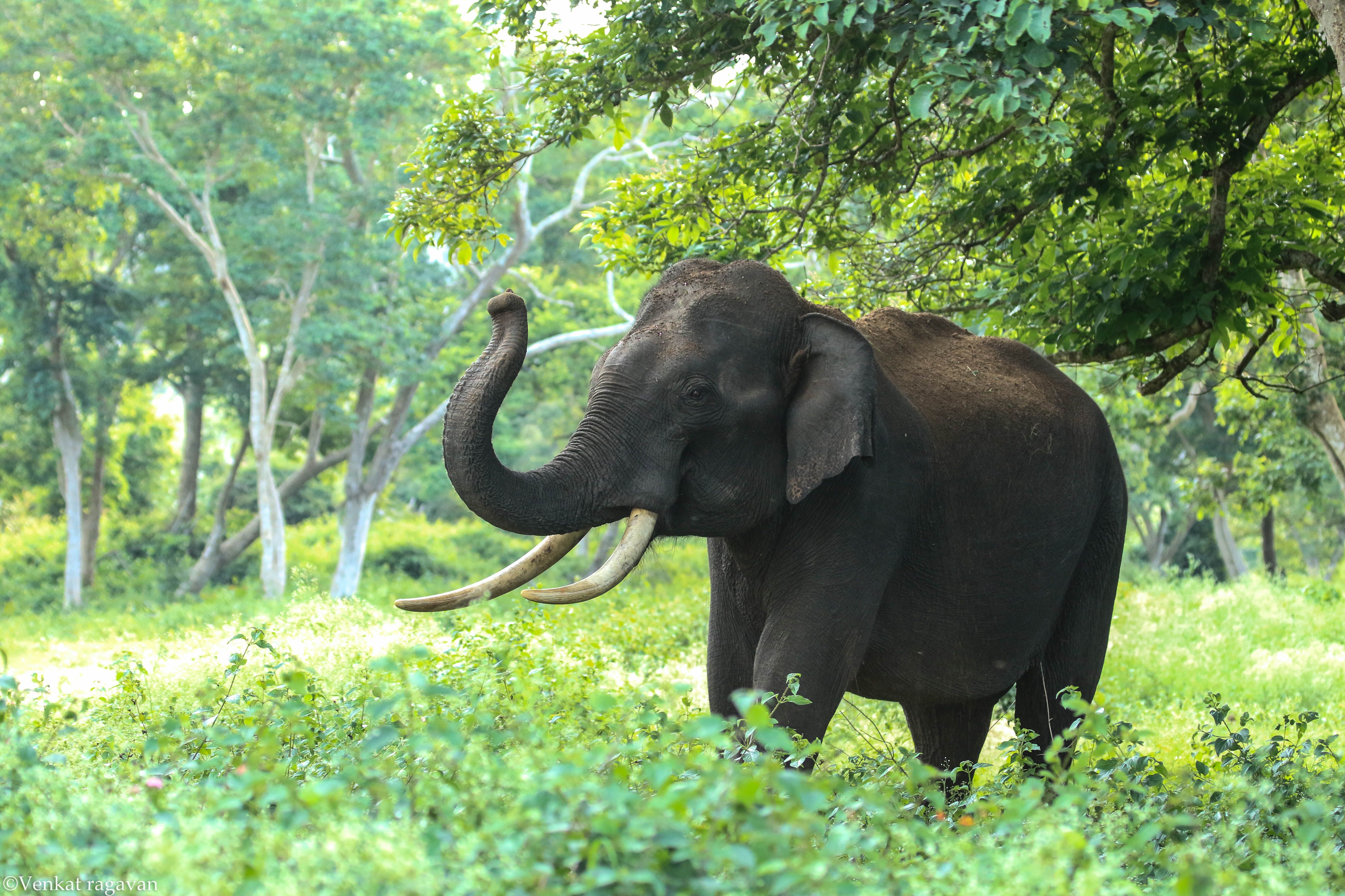 Bandipur National Park