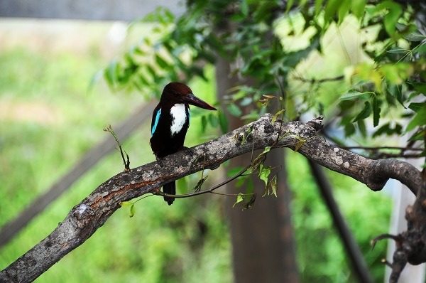 Bharatpur