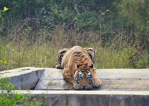 Parc national de Sariska