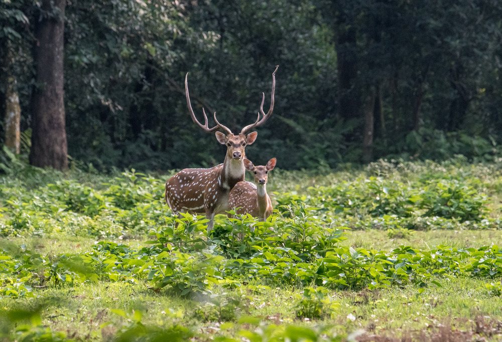 Parc national de Chitwan