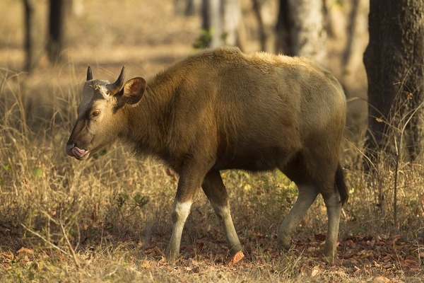 Parc national de Satpura