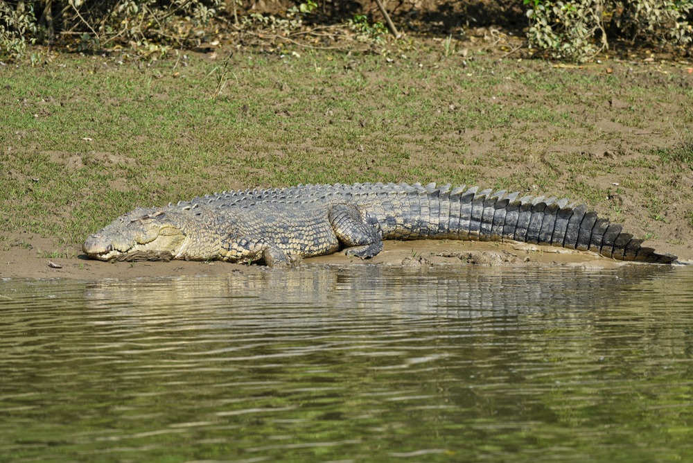 Parc National De Bhitarkanika