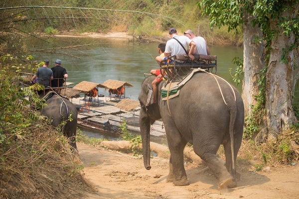 Animals to See on a Trip to India
