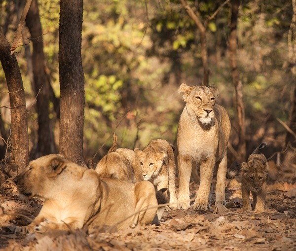 Parc National de la Forêt Sasan Gir