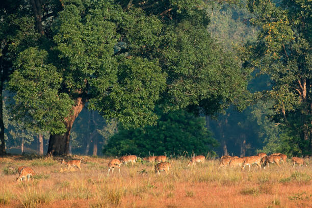 Kanha National Park